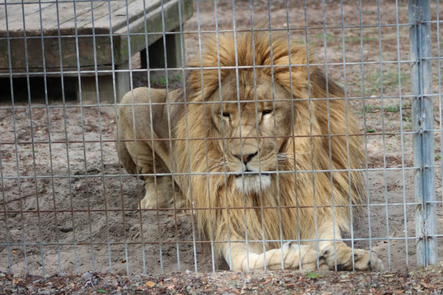 Zoos are doing Far more Harm than Good to their Animals