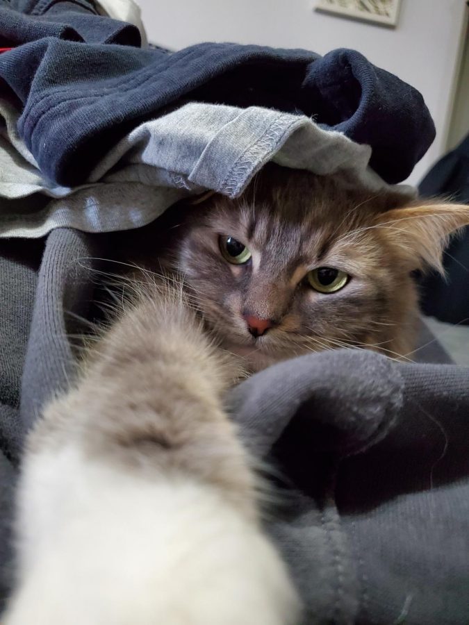 Griffey takes a “selfie” in a pile of laundry.