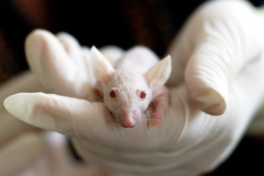 Rat that may be used for testing. Credits: Pixabay.com