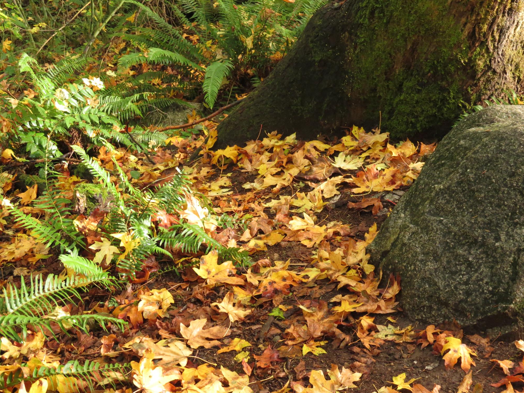 Natural Beauty of Washington State: The October Gallery