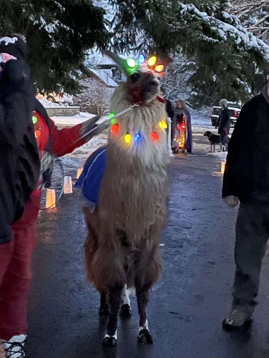 A+llama+with+twinkle+lights+celebrating+the+season.+