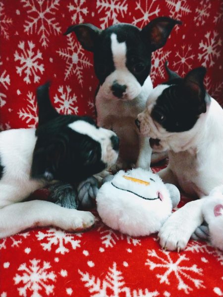 (From left to right) Siblings Chewy, Prim and Wendy play with their toys. Chewy and Wendy fight over a snowman toy while Prim stares concerningly. (Avery Colinas)