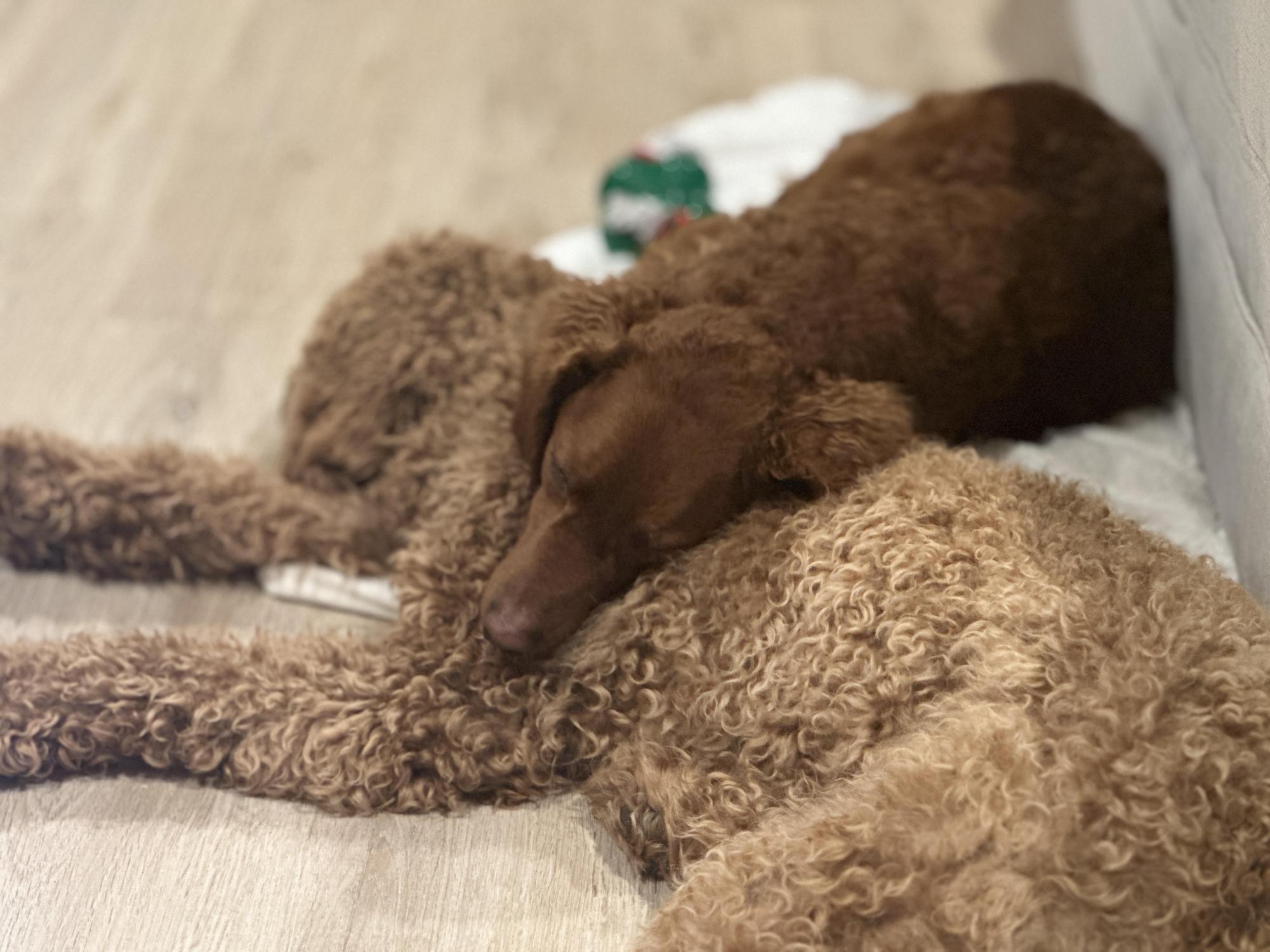 Oakley+and+Willow+the+doodles